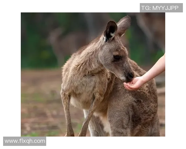 人与袋鼠的奇妙对决探索自然界中的生存智慧与适应能力